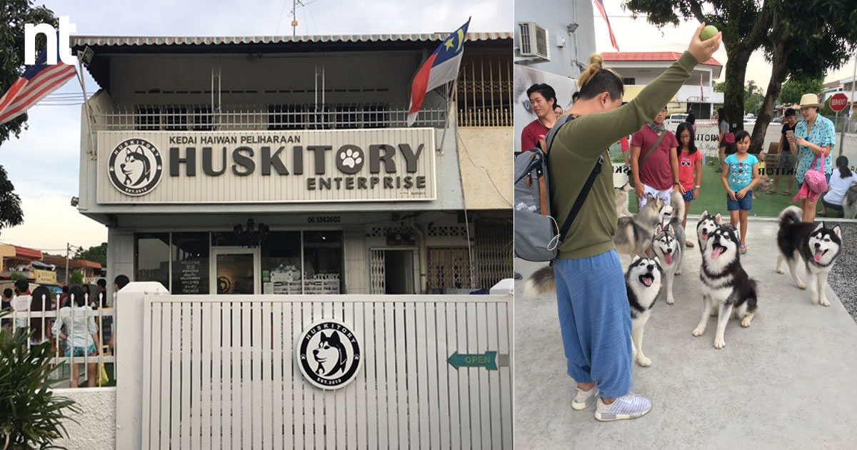 马六甲Huskitory - 近距离与Husky互动