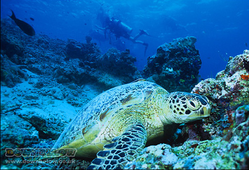 03-turtle-island