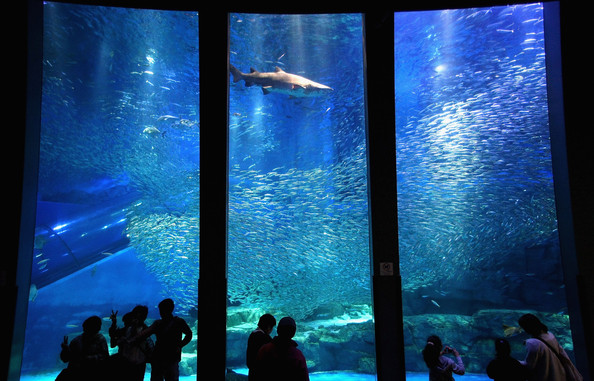 25. Yokohama Hakkeijima Sea Paradise, Japan01
