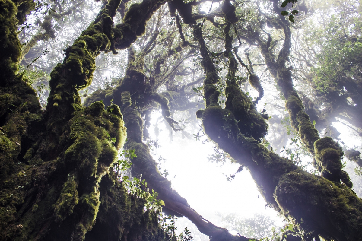 mossyforest_1