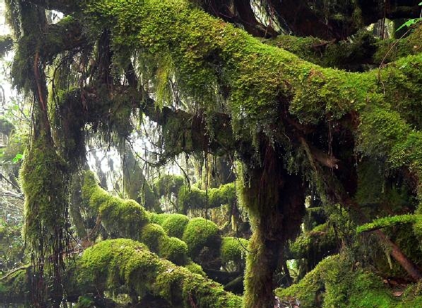 mossyforest_2