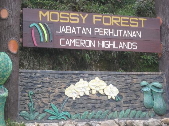 mossyforest_5