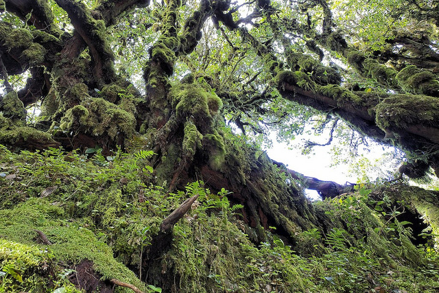 mossyforest_6