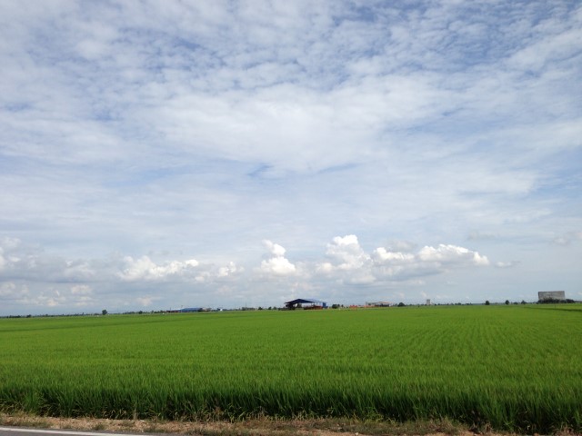 Paddy