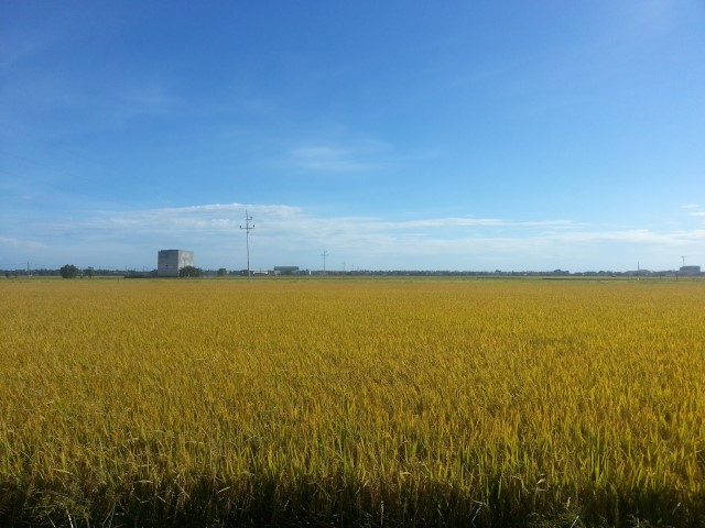 Paddy