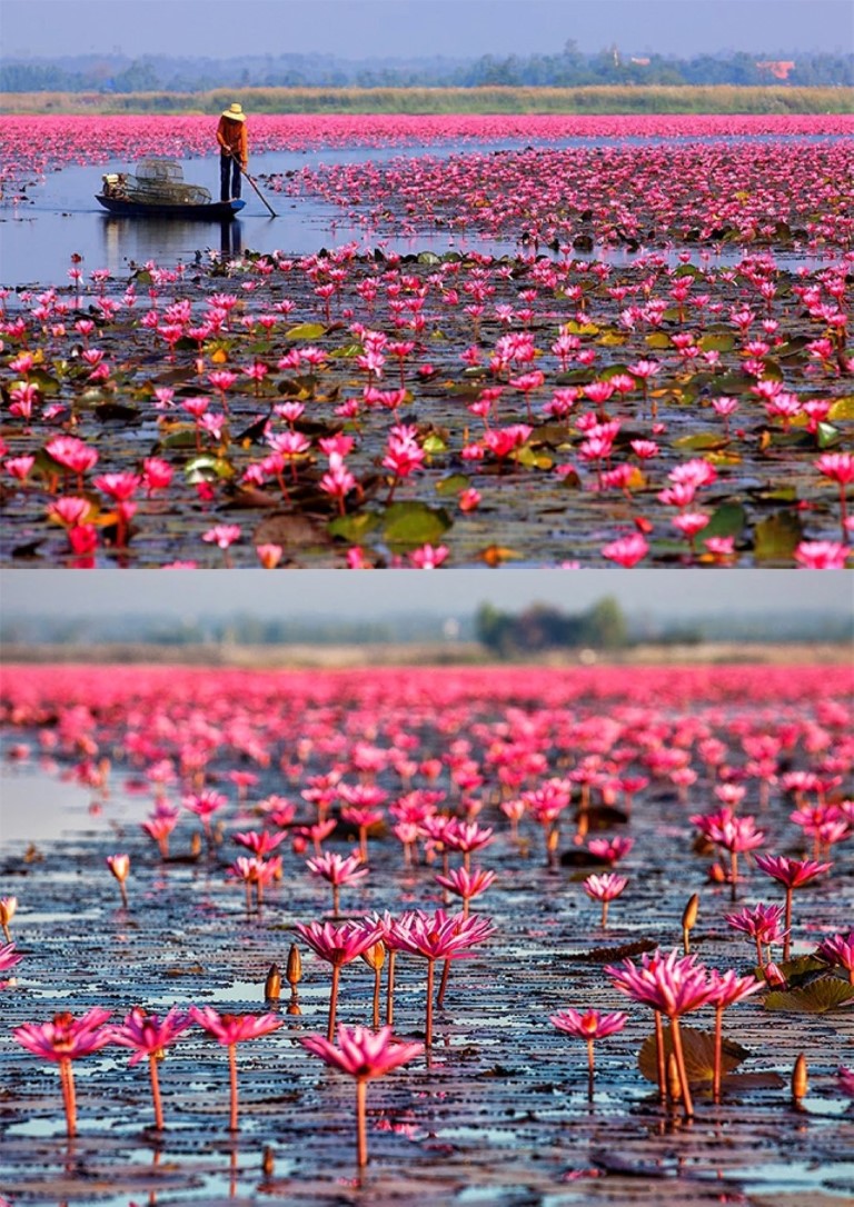Talay Bua Daeng or Lake Nong Harn in Udon Thani, Thailand