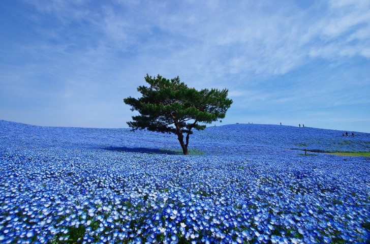 Hitachi Seaside Park, Japan