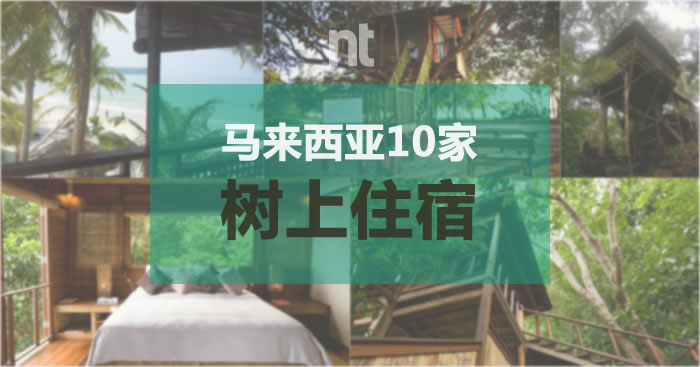 马来西亚 10 家树上住宿