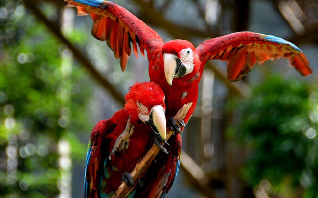 melaka-bird-park-1