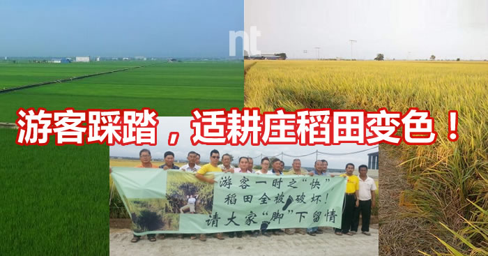 游客踩踏，适耕庄稻田变色！