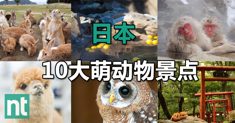 日本10大萌动物景点