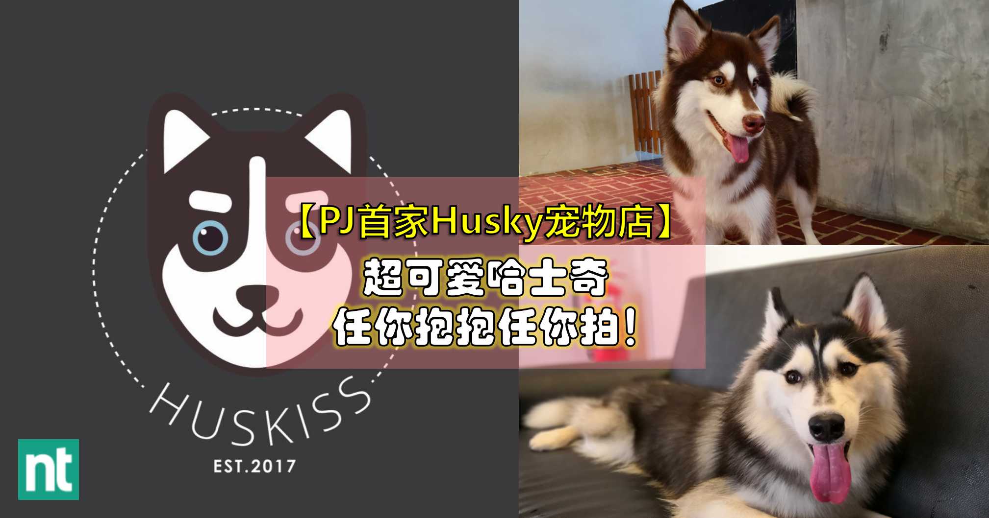 【内有视频】PJ首家 Husky 宠物店就在这里！可以和二哈们近距离接触噢！