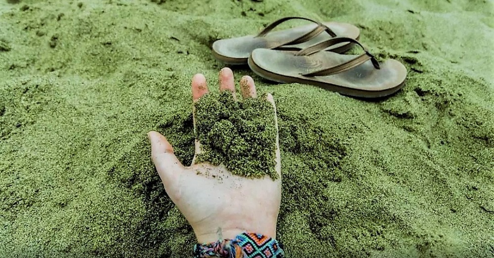 一眼望去还以为是抹茶呢！全世界只有两个地方有的“绿沙滩”！