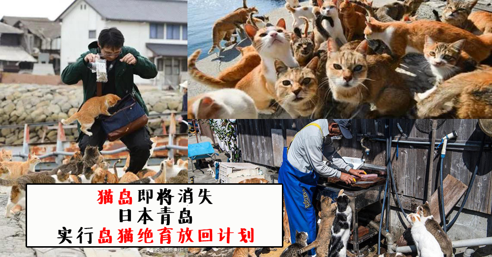 【猫岛消失】日本四国爱媛县青岛实行岛猫绝育放回计划，“猫岛”即将消失！