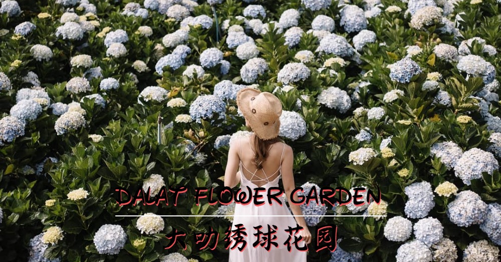 【这里不是欧美国家】处处洋溢着法式风情的大叻绣球花园Dalat Flower Garden