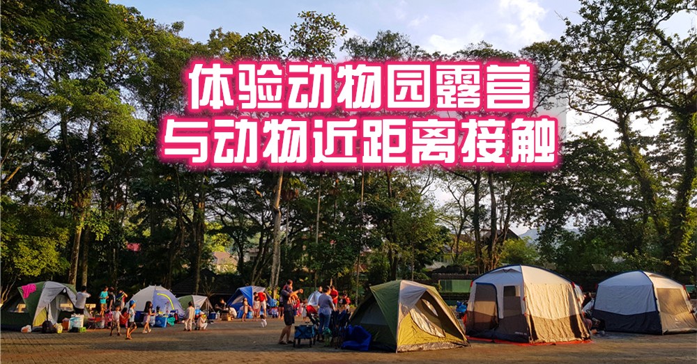 在Zoo Negara Malaysia体验露营，趣味无穷尽啊！