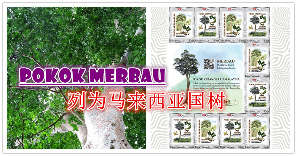 你知道马来西亚国树叫作什么吗？又为何是它？