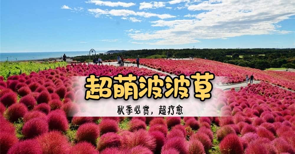 是时候IG又要被波波草的萌照给洗版了啊！