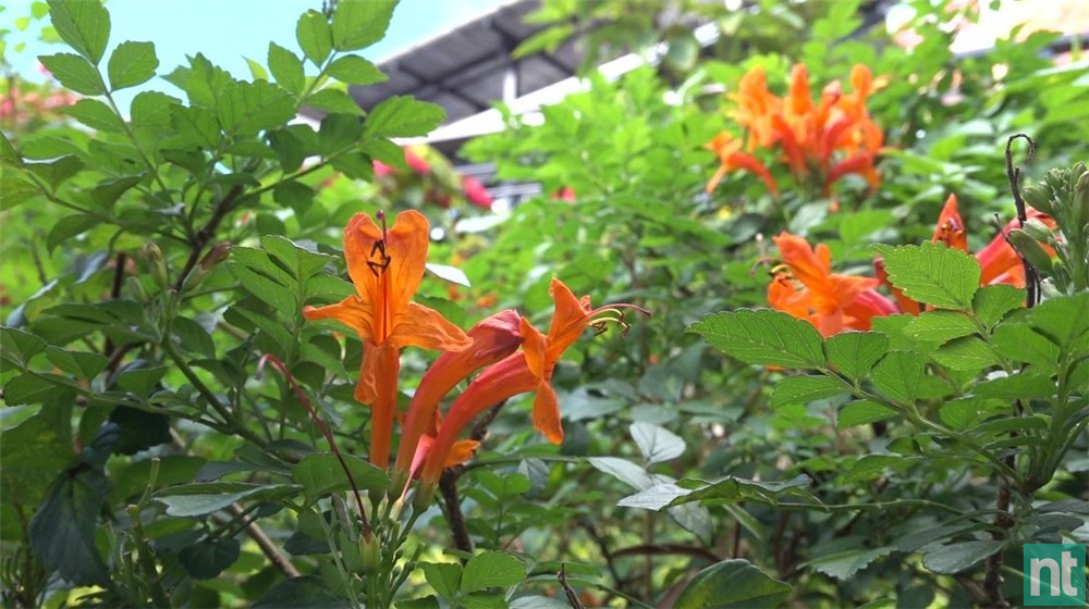 Sony RX0 II