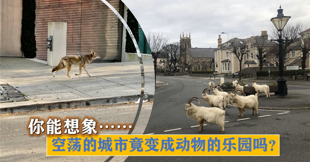 疫情来袭之际， 空荡的城市竟变成动物的乐园 ，超乎你意外的惊喜！