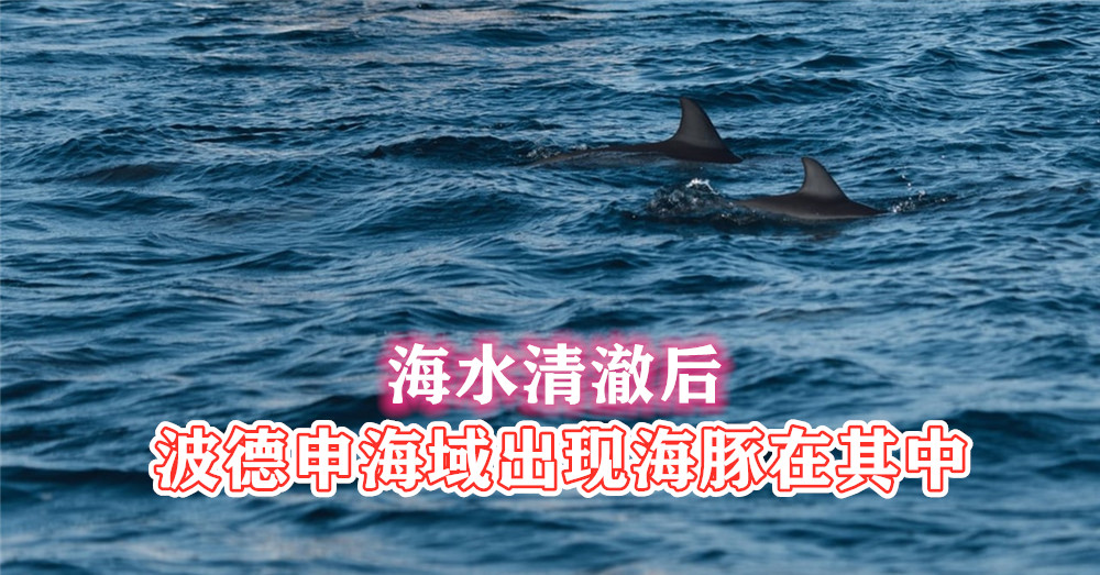 [ 全球大流行 ] 新冠疫情来袭，却赋予环境再次重生！ 波德申 海域出现 海豚 在其中相续跳跃