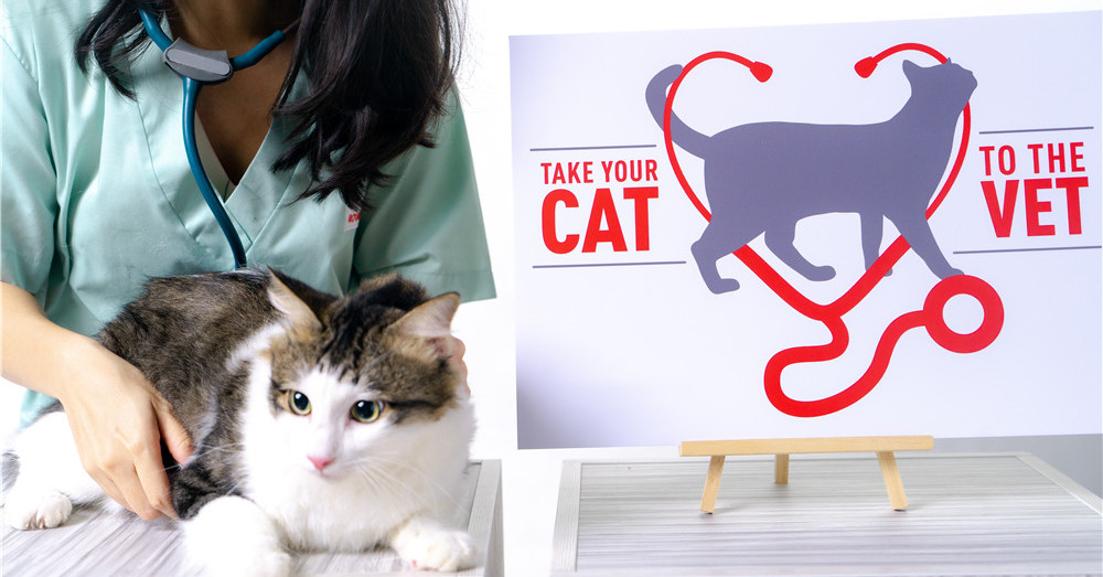 【CMCO送温暖】带爱猫看兽医’活动再次回归！这次还获得兽医服务局的支持！